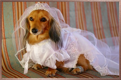  Wedding Wear on Here  Was To See So Many Dogs Dressed In Kimono  Wedding Dress Etc