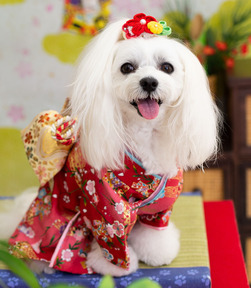きもの道楽正絹　紋意匠染帯  名古屋帯　リボン　犬　テリア　薄い水色っぽいミントグリーン