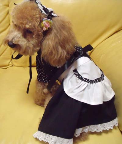 犬用 メイド服ワンピース 代官山Nahomilly 萌え～ エプロン ヘッドドレスもあります