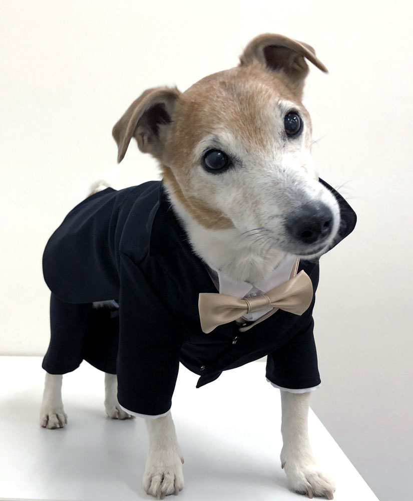 犬 服 Dog S Wear 代官山nahomilly 本格ウェディングドレス タキシード Wedding Dress