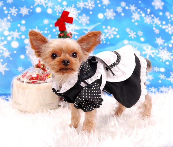 犬用 メイド服ワンピース 代官山Nahomilly 萌え~ エプロン ヘッド