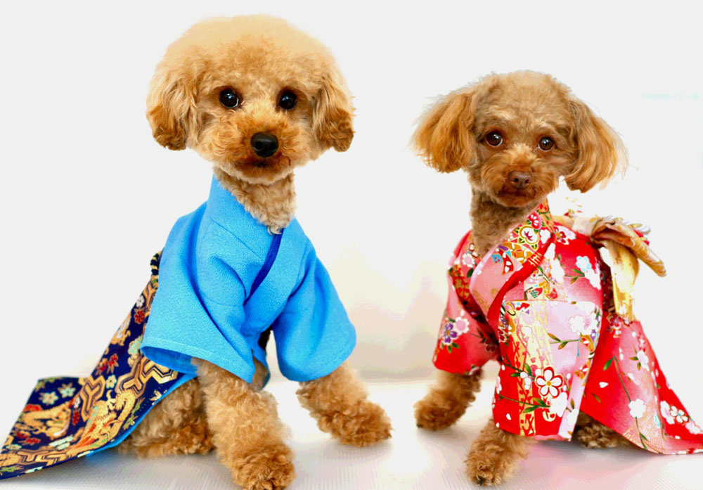 犬の服 着物 猫の服 着物 振袖 袴 はかま 浴衣 ゆかた ウエディングドレス タキシード Dog S Wear 代官山nahomilly