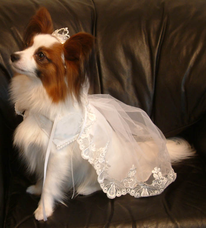 犬 猫 服 Dog S Wear 代官山nahomilly 本格ウェディングドレス タキシード Wedding Dress